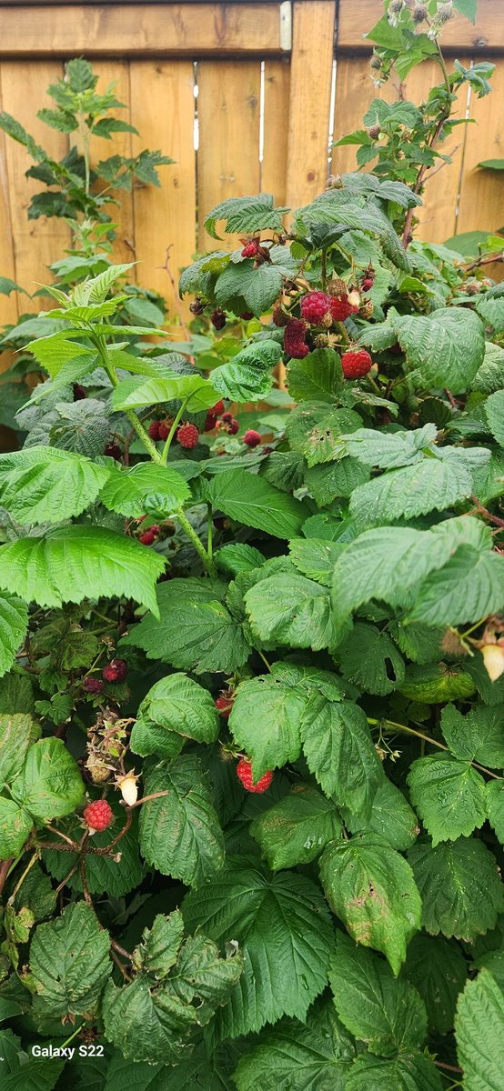 The raspberries in our yard are great. I ate at least 2 cups of them yesterday
