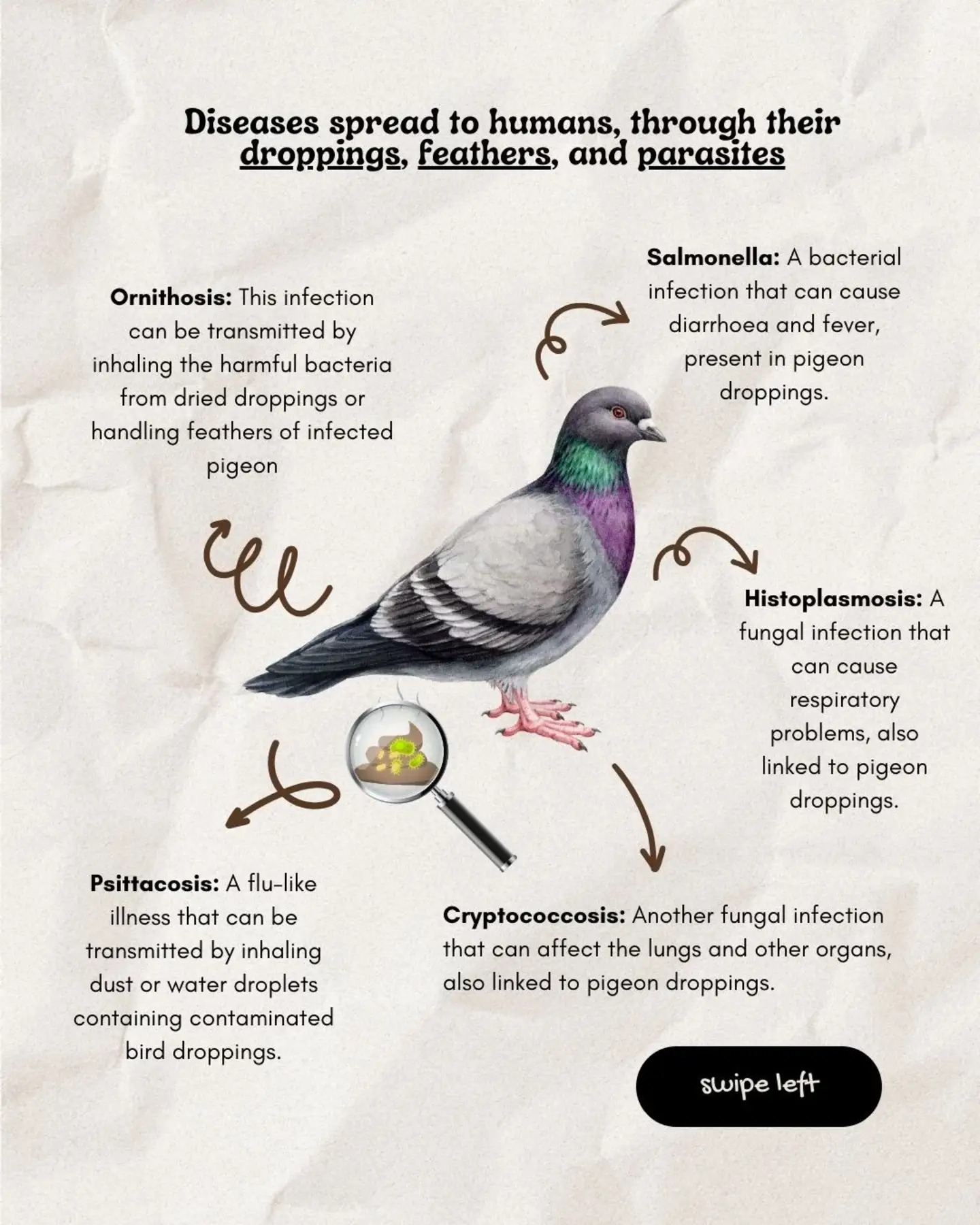 What Diseases are in Bird Droppings: Hidden Health Risks Uncovered