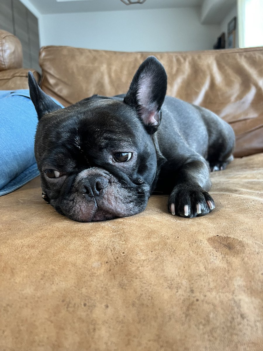 ほたる｜French Bulldog🐾 tweet media