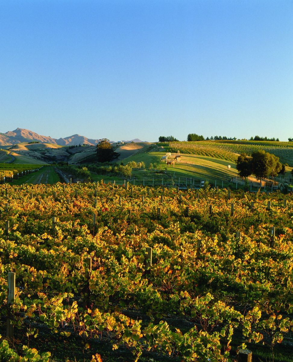 Dog Point Vineyard tweet media