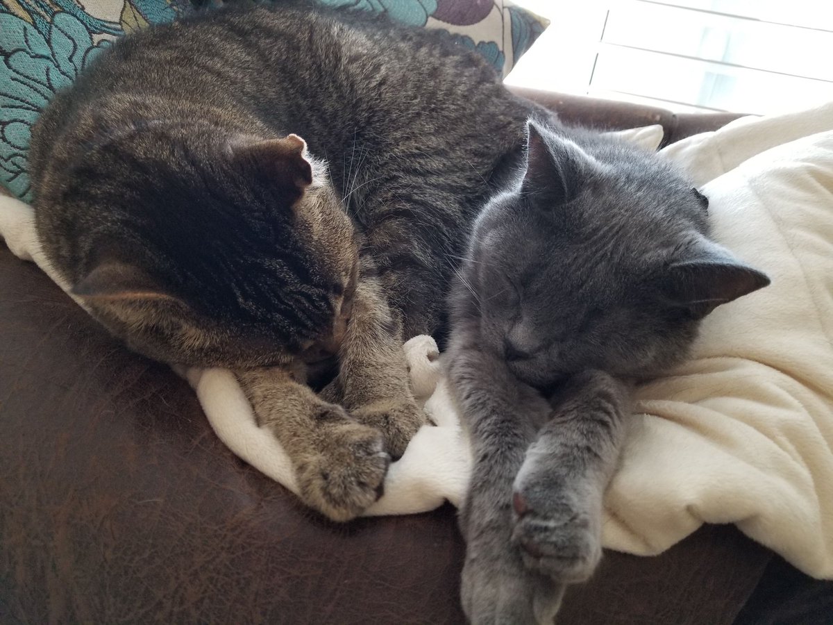 Gordo💎 tweet media