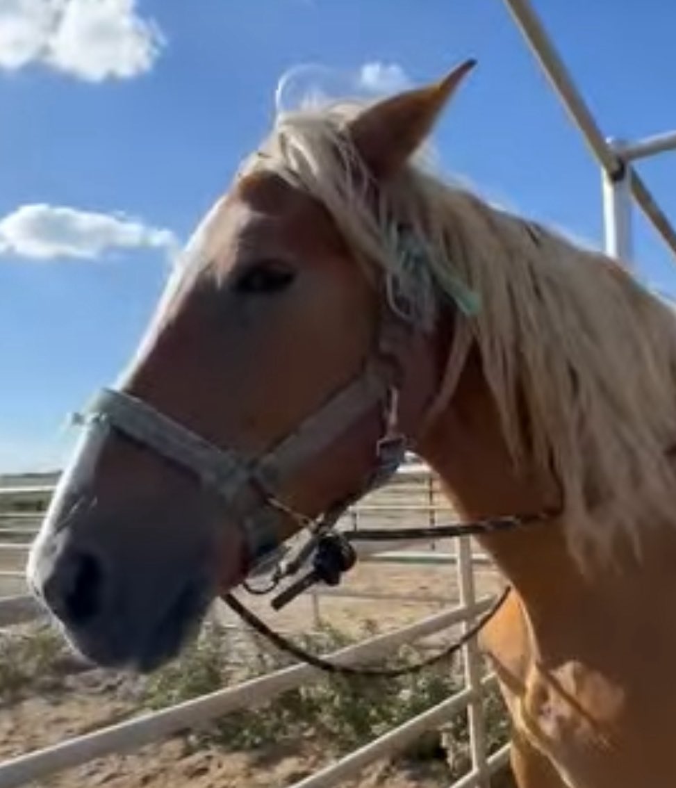 heartandhooves's tweet photo. ๐จ Pearl is now past her deadline! ๐จ
She has a safe home waiting โ all she needs is help to get there. Please donโt let her chance slip away ๐ #horses #rescuehorse #savethemsall
https://t.co/27cMi4e7Yk https://t.co/FxydIb6OcB