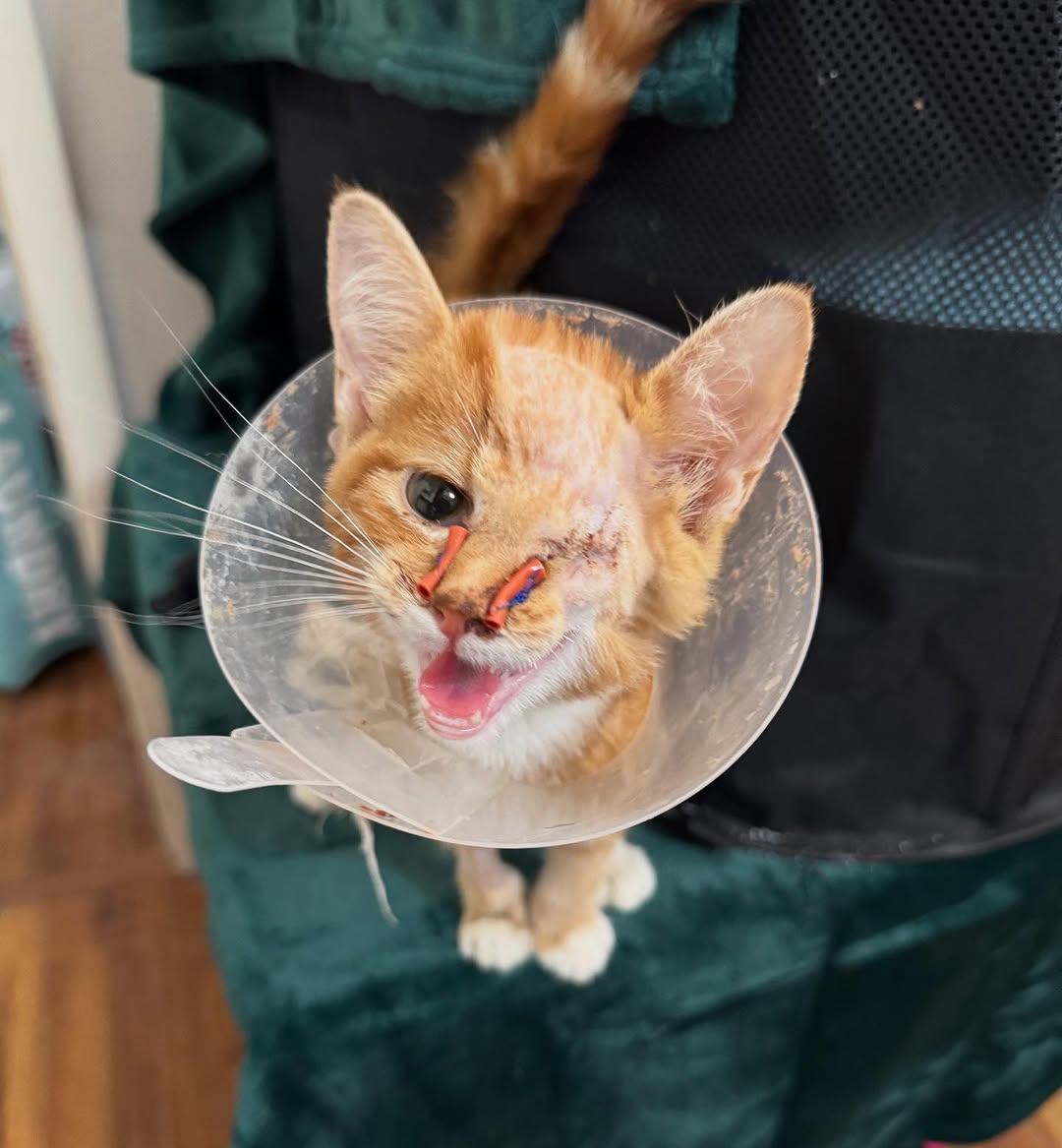 ‼️UPDATE
Rambo says hello! The sweet little guy is doing well post op so far. He’s very happy to have his IV catheter out…now he just wishes I would take the cone of shame off. No such luck buddy. That’s on for awhile. As you can see…he likes to get it very messy with his food.