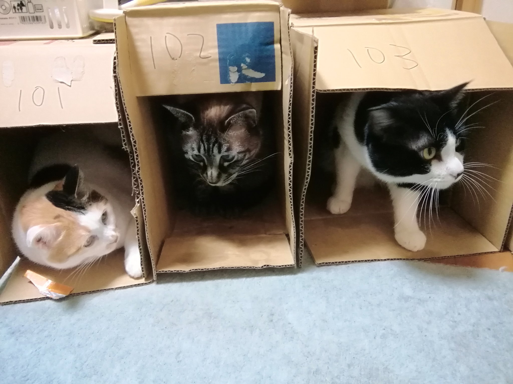 ねこハチ♡ ねこち/😻🐈‍⬛ on X: 