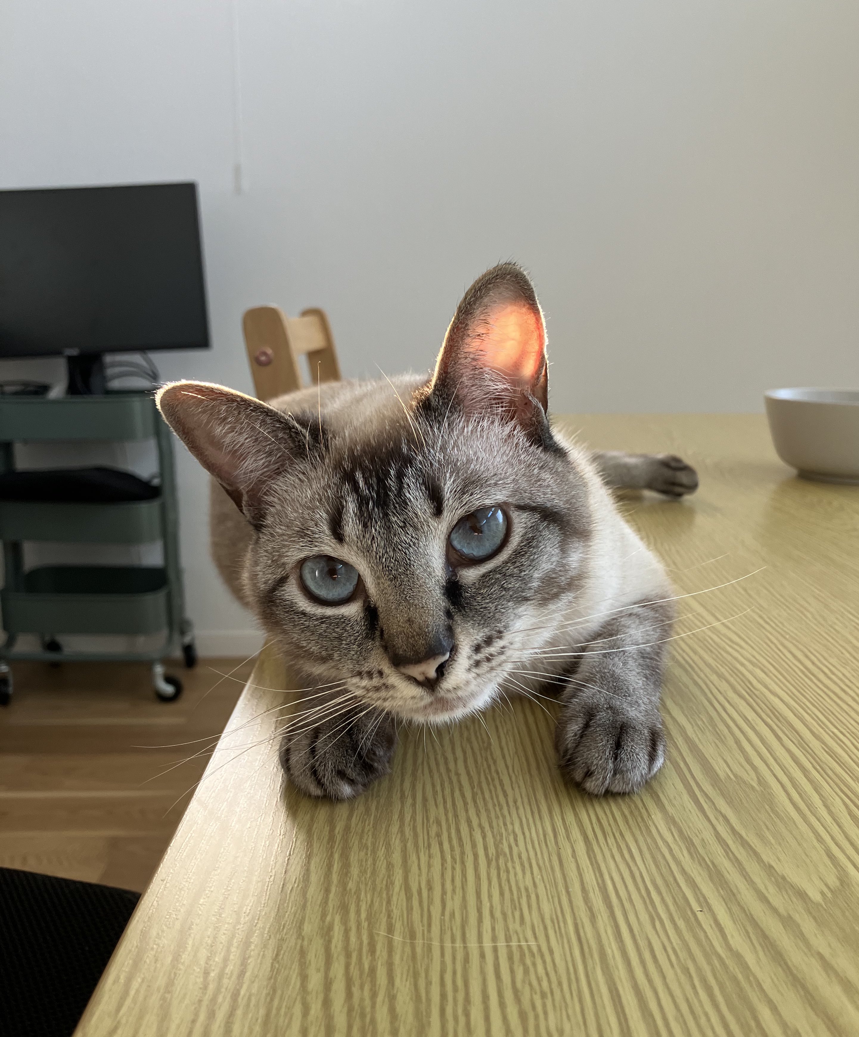 昼休みのねこ (@_roro_cat_) / X