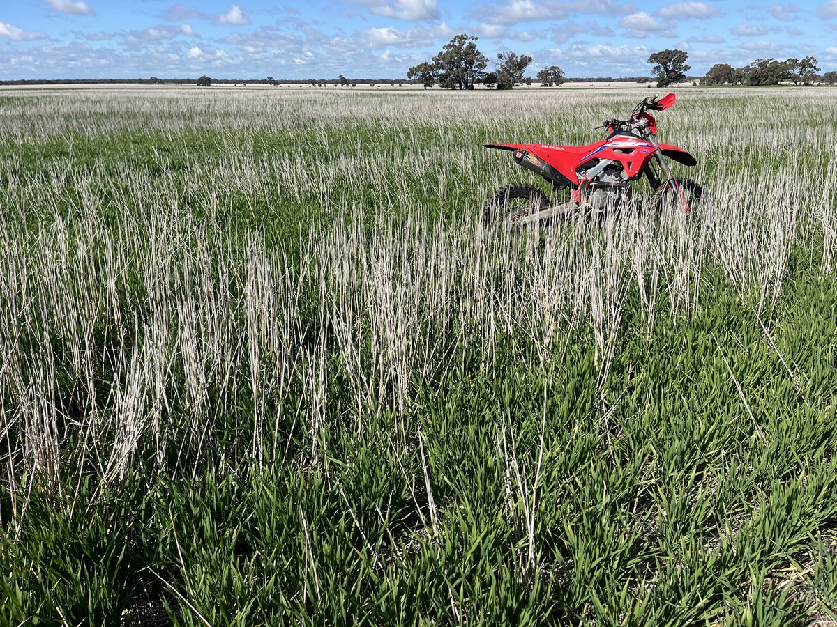 Barley in heavy wheat stripper straw has it challenges but usually seems to start looking good about this time of year.