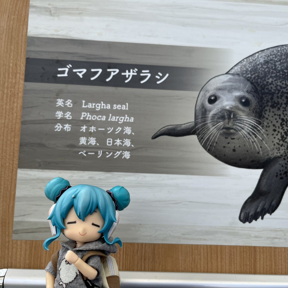 うちの子(メイン)です。
よろしくお願いします🦭
