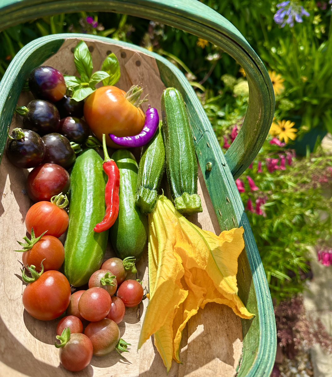 Yesterday’s haul 🌿💜🍅🥒🌶️💛🌿
Even if you only grow herbs or chillies on your windowsill, 3 tomato plants in a bag or some beans in a pot, the flavour, satisfaction &amp; pleasure are immense! 😋
#kitchengarden #Homegrown #growyourown