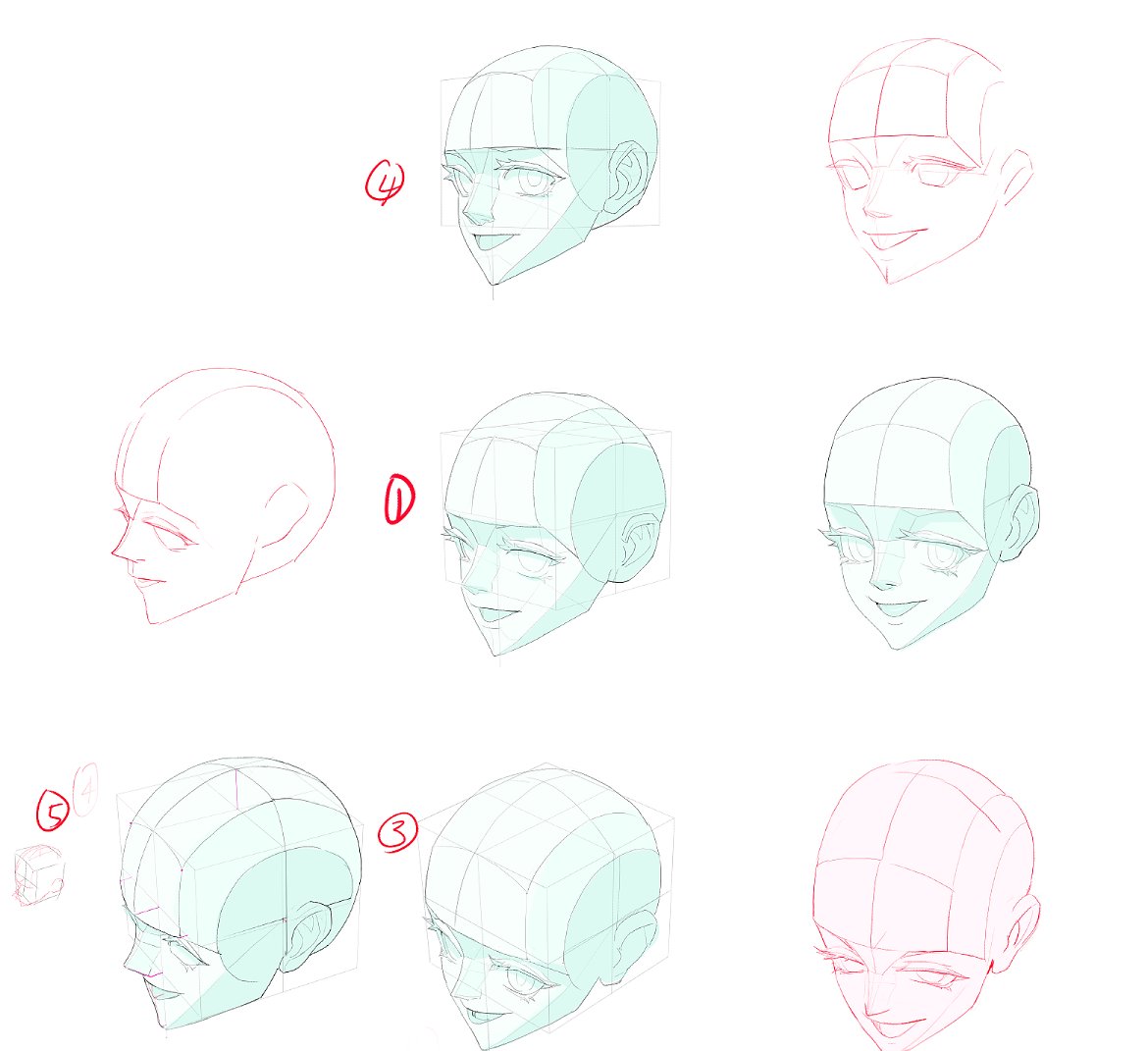 Courseware of head structure