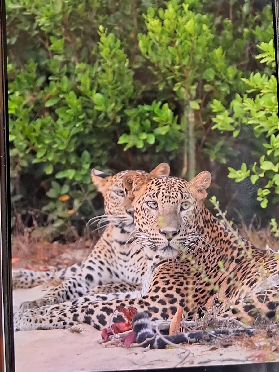 A pair if Sri Lankan leopards taking a break from mating in Wilpattu National Park. Credit to Wilpattu Ranjan Nishantha