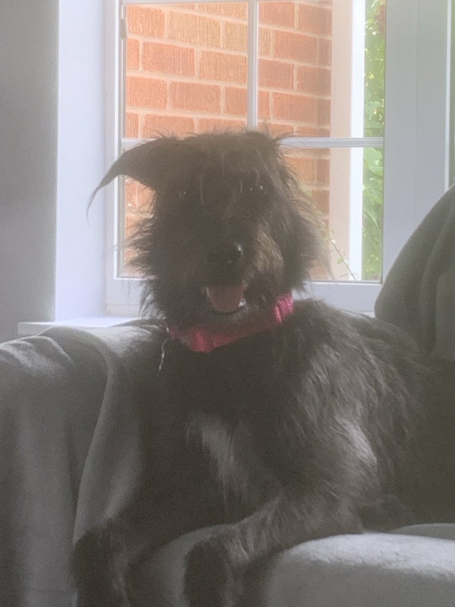 GavinM_onair's tweet image. Recent weekend guest!