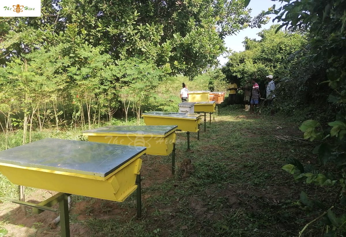 TheHiveLimited's tweet photo. #TOPBAR Hives features removable top bars, allowing bees to build their combs naturally.
This not only makes #beeswax collection more efficient but also encourages regular #hiveinspections & promotes responsible #honeyharvesting practices.
Orders & inquiries:
📞 +254706349748 https://t.co/bQhgFE07dj