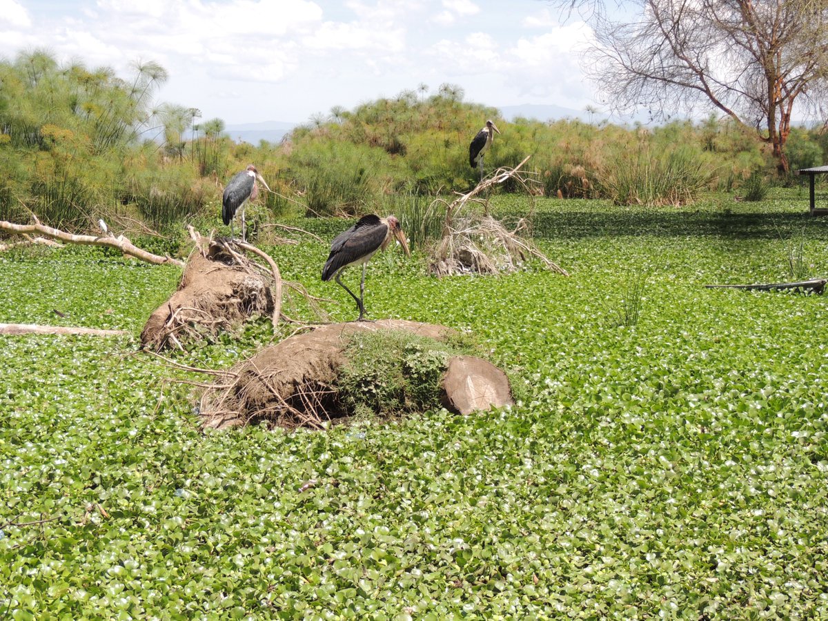 🌿💡 In Ethiopia, fishermen are tackling invasive water hyacinth by turning it into biogas.

The weed now provides free fertiliser and helps restore livelihoods, protecting Lake Tana and saving trees.

More support is needed to scale it up! ⬇️
ow.ly/xCOA50WkS8U