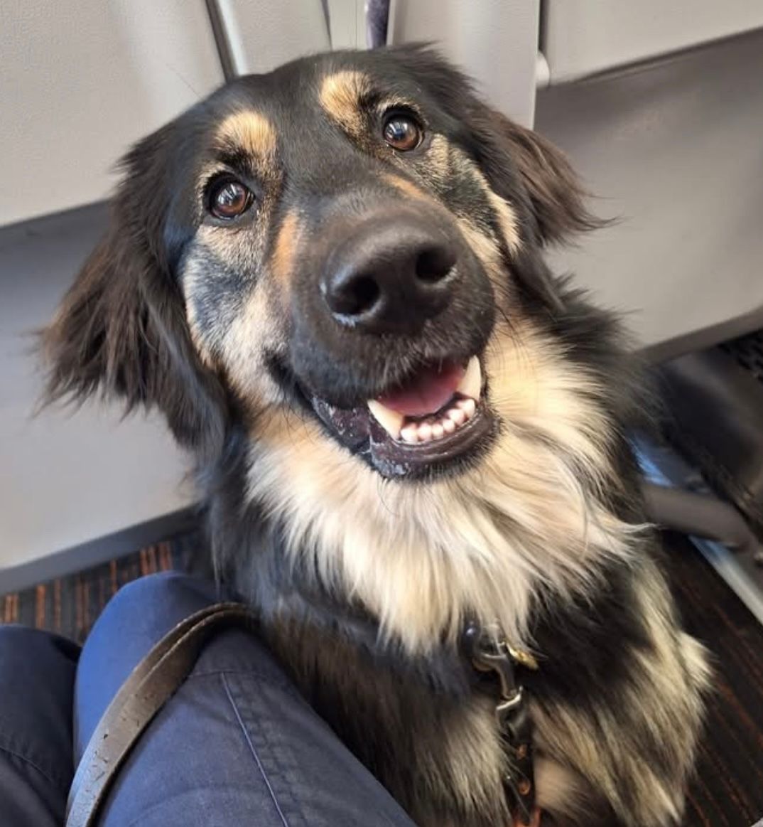 Here’s Rosie, practicing travelling on the train.  She’s a black/brindle German Shepherd x Golden Retriever - isn’t she absolutely gorgeous!

#Chorley #GuideDogsUK #GuideDogs #GuideDogsForTheBlind
