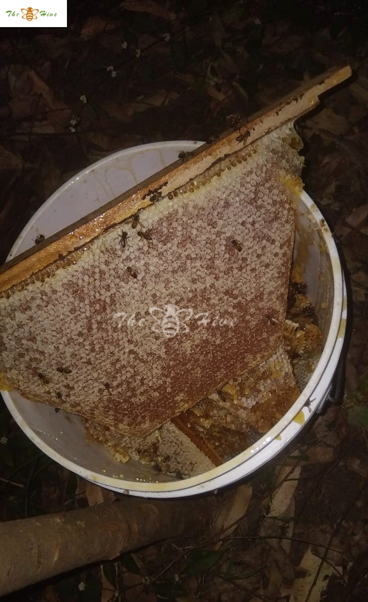 TheHiveLimited's tweet photo. #TOPBAR Hives features removable top bars, allowing bees to build their combs naturally.
This not only makes #beeswax collection more efficient but also encourages regular #hiveinspections & promotes responsible #honeyharvesting practices.
Orders & inquiries:
📞 +254706349748 https://t.co/bQhgFE07dj