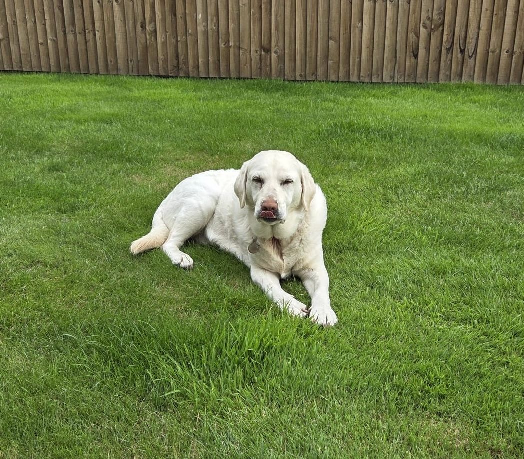Here’s 10 years old Millie looking very content.  She’s a sweetheart!

#Chorley #GuideDogsUK #GuideDogs #GuideDogsForTheBlind