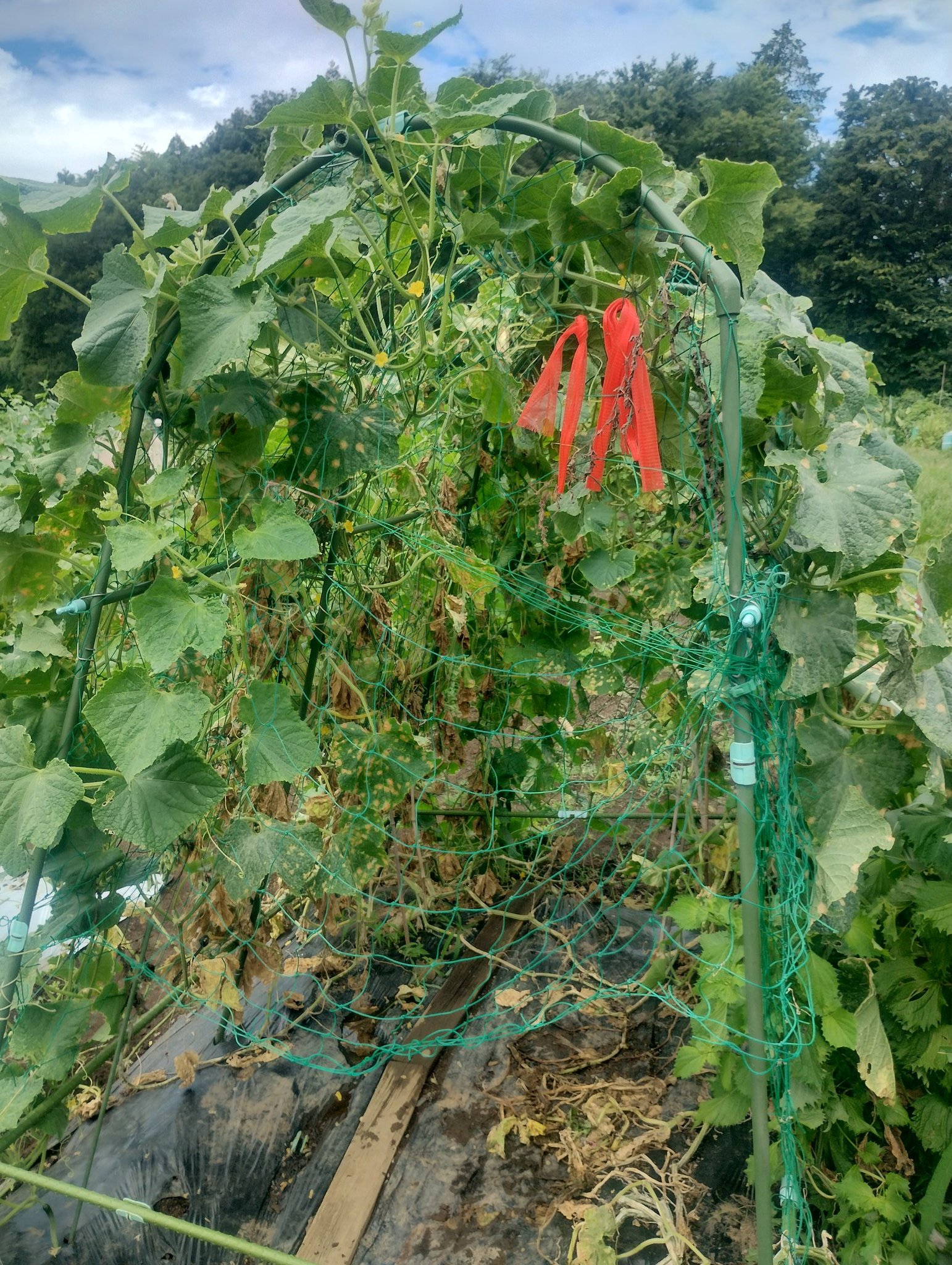 やさい畑編集部 (@831btk) / X