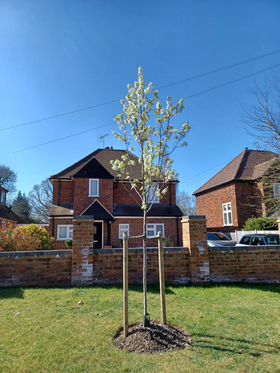 🌳 Help our new trees thrive!

🌿 With the driest spring on record, young trees across Surrey need a boost.

💧If you live near one, please give it a bucket of water weekly - grey water is ideal! Pour into the tube at the base to reach the roots.

💚 Thanks for your support!