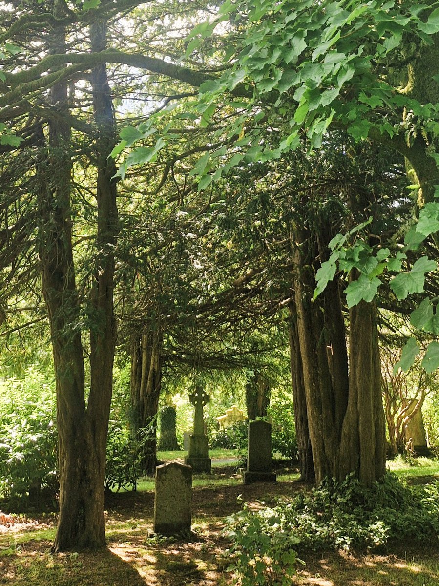 🖤🖤🖤
Good morning everyone!!!
#MyGarden