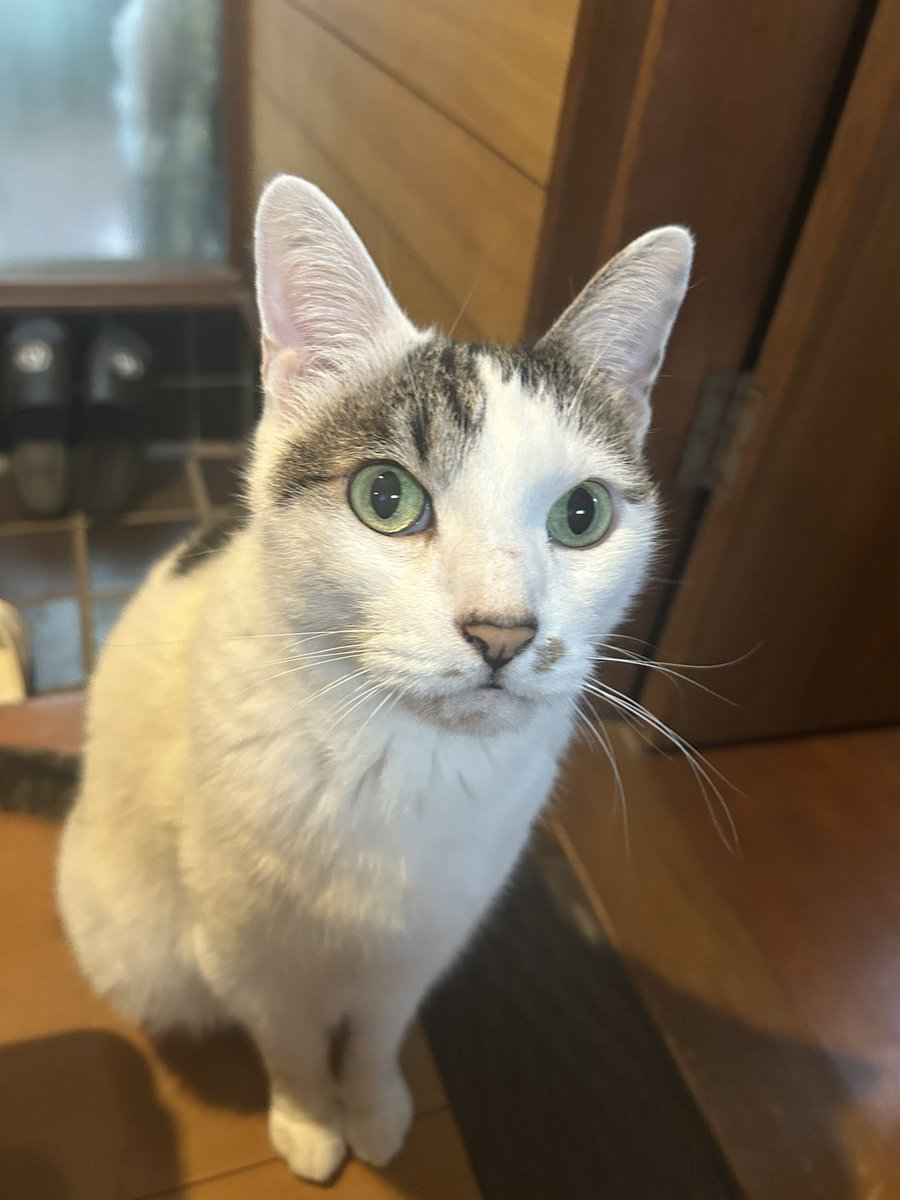 体調が悪いので病院🏥へ行きます🐾
脱水かにゃ…
だけど土砂降りに雷⚡︎
あーあ…🐱