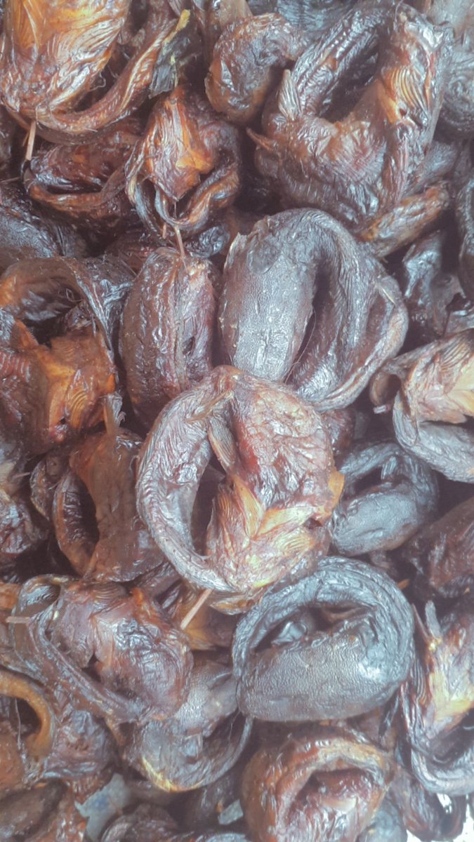 KIFI_HDJ's tweet photo. Catfish ASA and MANGALA 

For self and resell

Nationwide delivery.

Available in all size.

Contact 07065296540

Location Hadejia jigawa state. https://t.co/JzjzFs92v6