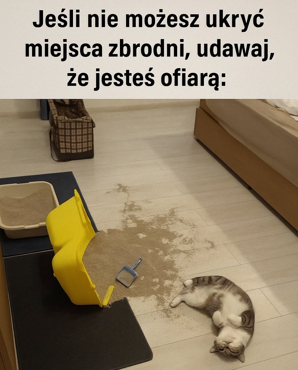 F_FELINEUS's tweet image. Miłego dnia 😊

#środowememy #kot #cat #memy #poniedzialek #jest #trudny #zwierzeta #zprzymruzeniemoka