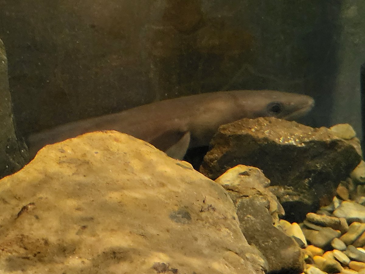 holiday day 2 - went to an aquarium and seen lots of fishiesss!!

(also plz don't judge me for the anemone in the bottom I did it in the car 😭)