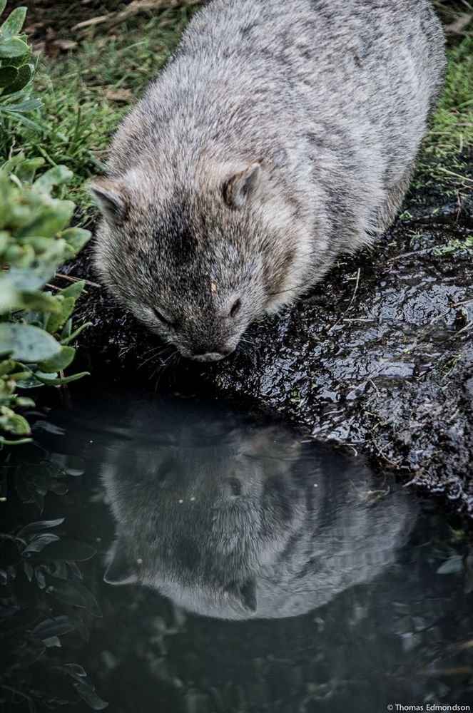 Writing Wombat (@wombatwalking) on Twitter photo Mirror, mirror in the pond, who is the finest wombat of all?
#WombatWednesday.
<a href="/millyfromoz/">MillyCat 🌈 and RovyCat 🇦🇺</a> <a href="/Miezebiene/">☮️🇺🇦 Phoebe, Juno and their human Sabine</a>
<a href="/madridnantes/">Maria Simon</a> <a href="/PuddlesO/">Miss Kona & Puddles (her hoom)</a>
<a href="/kirstym53/">Smudge and 🌈 Angel Maggie</a> <a href="/scruffkit/">Siblings of Scruffkit</a>
<a href="/JoyceTurkington/">Big Smudger and tiny Pixie</a>
<a href="/AmbassacatBXL/">Titi</a>
<a href="/Eliot01375004/">Eliot, big brofur of Atwood & Borys 🇦🇺 🇺🇦</a> Mirror, mirror in the pond, who is the finest wombat of all?
#WombatWednesday.
<a href="/millyfromoz/">MillyCat 🌈 and RovyCat 🇦🇺</a> <a href="/Miezebiene/">☮️🇺🇦 Phoebe, Juno and their human Sabine</a>
<a href="/madridnantes/">Maria Simon</a> <a href="/PuddlesO/">Miss Kona & Puddles (her hoom)</a>
<a href="/kirstym53/">Smudge and 🌈 Angel Maggie</a> <a href="/scruffkit/">Siblings of Scruffkit</a>
<a href="/JoyceTurkington/">Big Smudger and tiny Pixie</a>
<a href="/AmbassacatBXL/">Titi</a>
<a href="/Eliot01375004/">Eliot, big brofur of Atwood & Borys 🇦🇺 🇺🇦</a>