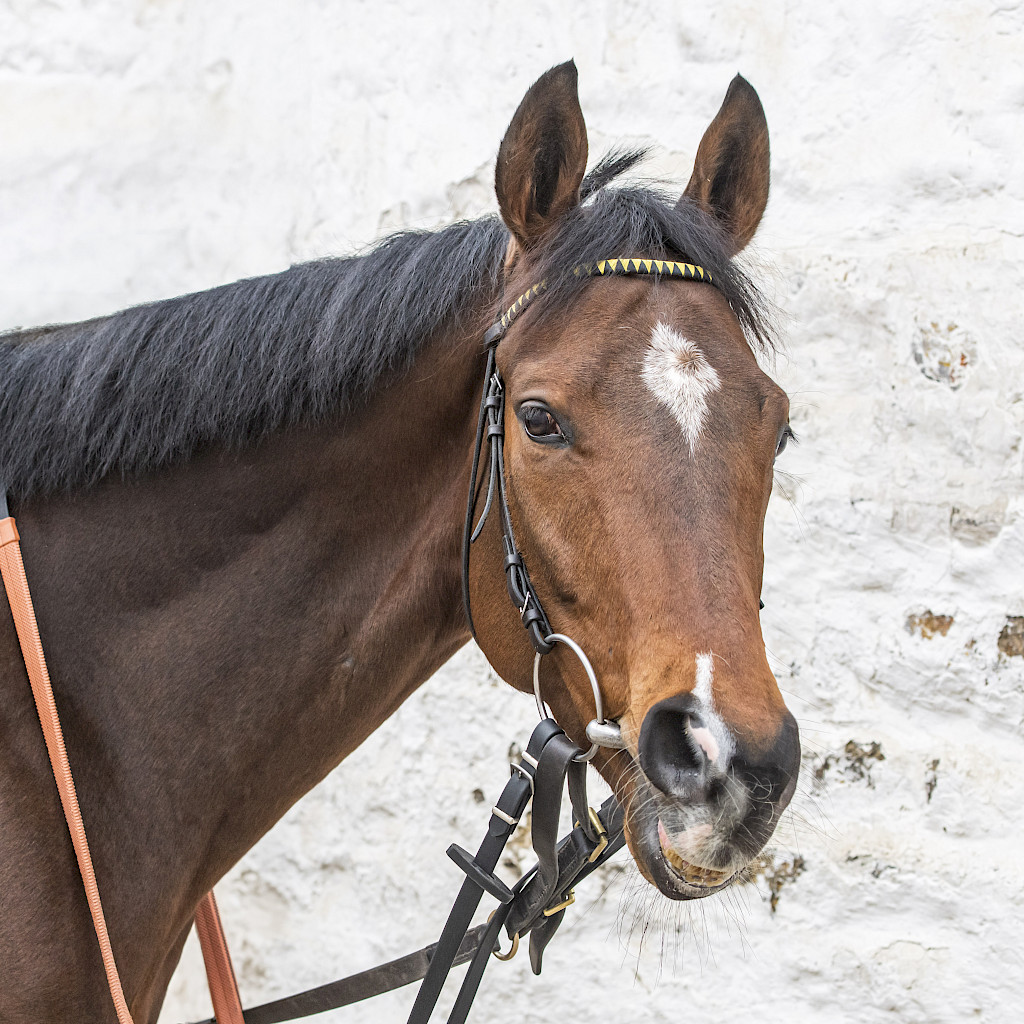 Two runners at @ponterace today with Pierre Le Picard (<a href="/connorbeasley9/">Connor Beasley</a>)  making his debut followed by Imperial Guard (Danny Tudhope). Good luck to connections.