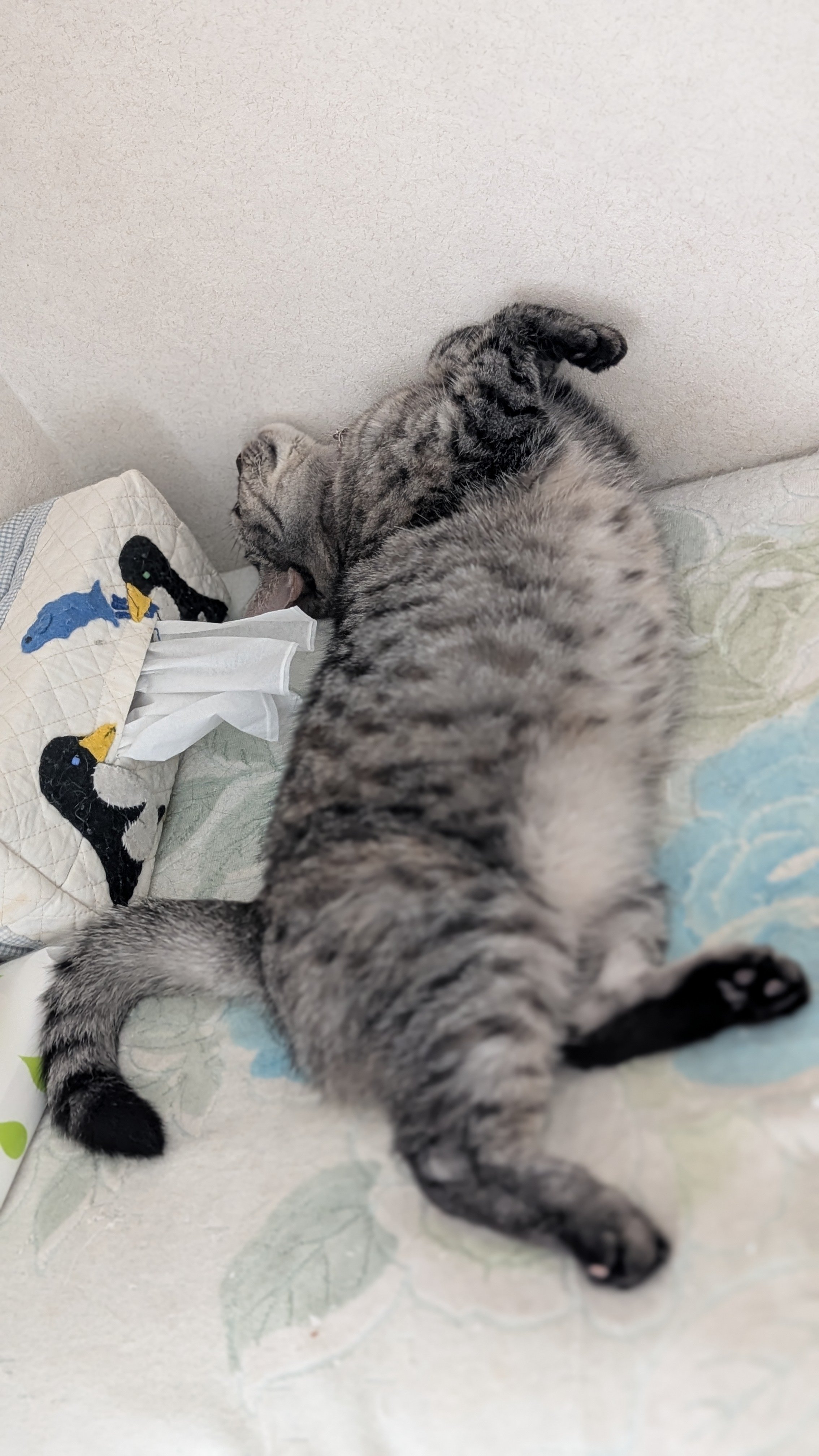 (ΦωΦ)仔猫ちゃん(≧∇≦)b♥ほんわり生後2ヶ月(ΦωΦ)♥♥猫 ΦωΦ)仔猫ちゃん(≧∇≦)b♥ほんわり生後2ヶ月(ΦωΦ)♥♥猫