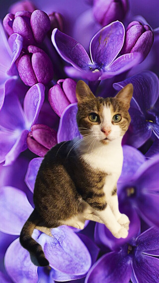 It's Eevi's Gotcha Day! She is such a joy. Playful, funny, still a little skittish sometimes but curious and brave, annoying (if you ask Elli), wild and sweet. She is our own little piranha monkey and we love her. Happy Gotcha Day Eevi. ❤️🐟🐒❤️😻🥰😍😻❤️#cats #CatsOfTwitter