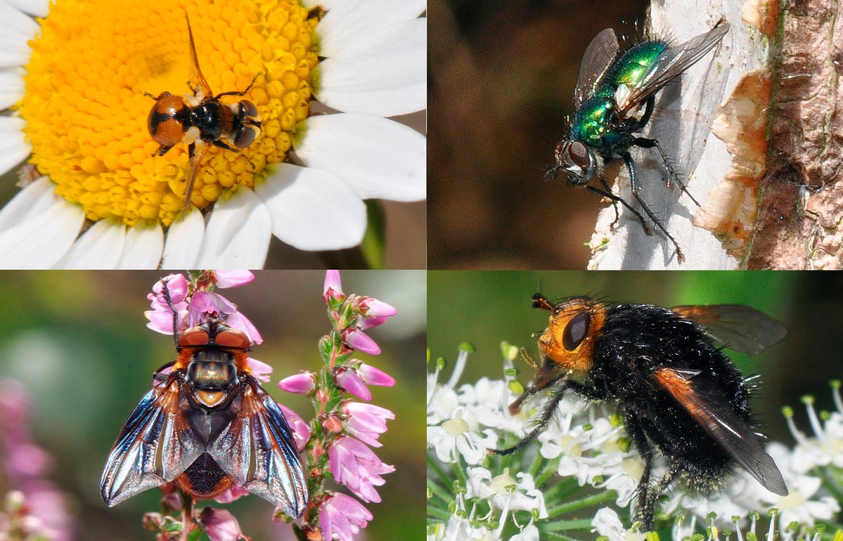 NatureBureau (@naturebureau) on Twitter photo About to start laying out the Tachinids for our #FliesofBritainandIreland bit.ly/4dqQI8Z to be published this Autumn TOP Cistogaster globosa & Gymnocheta viridis; BOTTOM Phasia hemiptera & Tachina grossa <a href="/StevenFalk1/">Steven Falk</a> <a href="/gailashton/">Gail Ashton 💚🪲🌍</a> <a href="/Ecoentogeek/">Rory Dimond 🌼🪰🌼🐝🌼🦟</a> <a href="/DipteristsForum/">Dipterists Forum</a> <a href="/flygirlNHM/">Dr Erica McAlister</a> About to start laying out the Tachinids for our #FliesofBritainandIreland bit.ly/4dqQI8Z to be published this Autumn TOP Cistogaster globosa & Gymnocheta viridis; BOTTOM Phasia hemiptera & Tachina grossa <a href="/StevenFalk1/">Steven Falk</a> <a href="/gailashton/">Gail Ashton 💚🪲🌍</a> <a href="/Ecoentogeek/">Rory Dimond 🌼🪰🌼🐝🌼🦟</a> <a href="/DipteristsForum/">Dipterists Forum</a> <a href="/flygirlNHM/">Dr Erica McAlister</a>