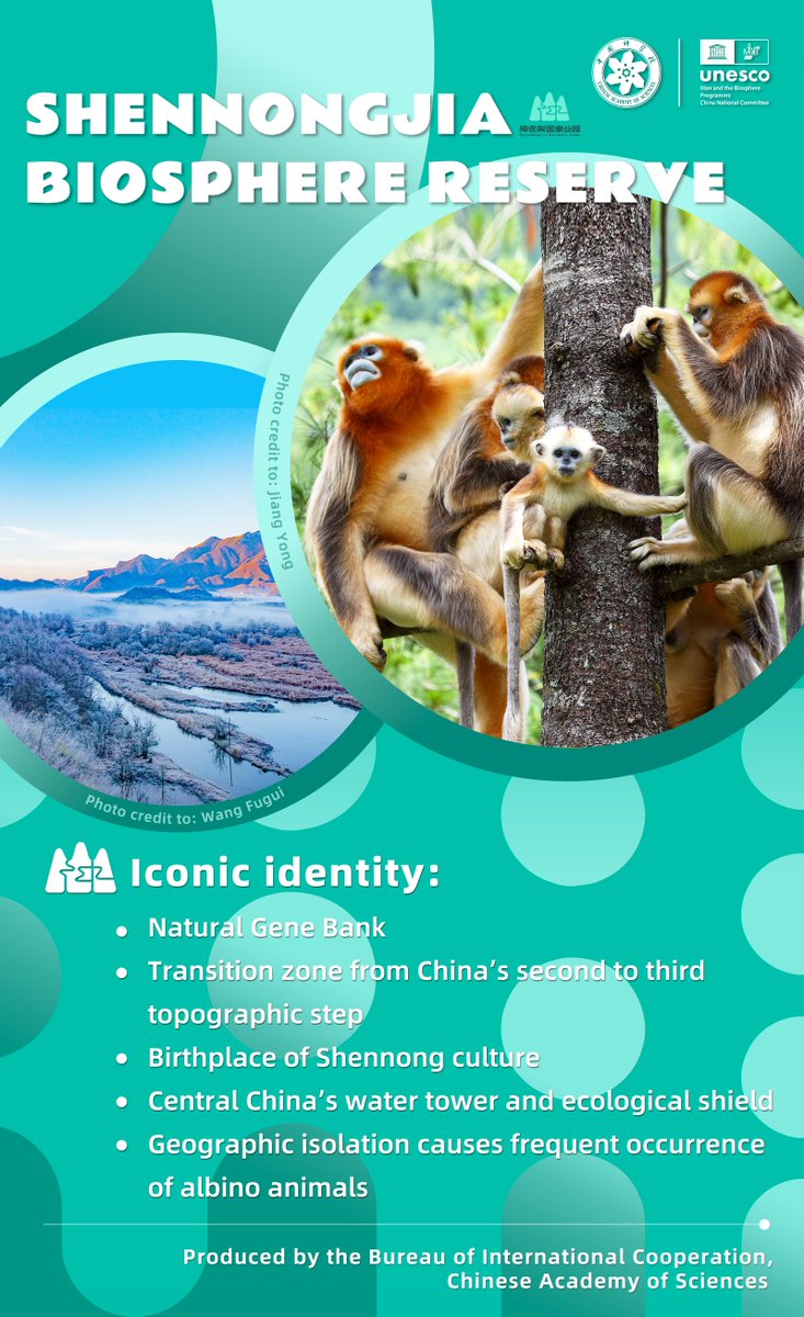 CAS__Science's tweet photo. #BiosphereStories
Biosphere Reserves in China — Shennongjia
🏞️Designated by UNESCO in 1990
📍 Hubei, China – 21× the size of Macau
🌿 A refuge for species that survived the Ice Age
🌟 The legendary land of the Yan Emperor (Shennong), who climbed ladders to gather medicinal herbs
✨ Its geographic isolation has made sightings of albino animals unusually common
🔬 Home to the CAS Shennongjia Biodiversity Research Station

#UNESCO #MAB #5thWCBR #BiosphereReserve #ChineseAcademyOfSciences #Shennongjia #Legendary #WildMan #IceAge
