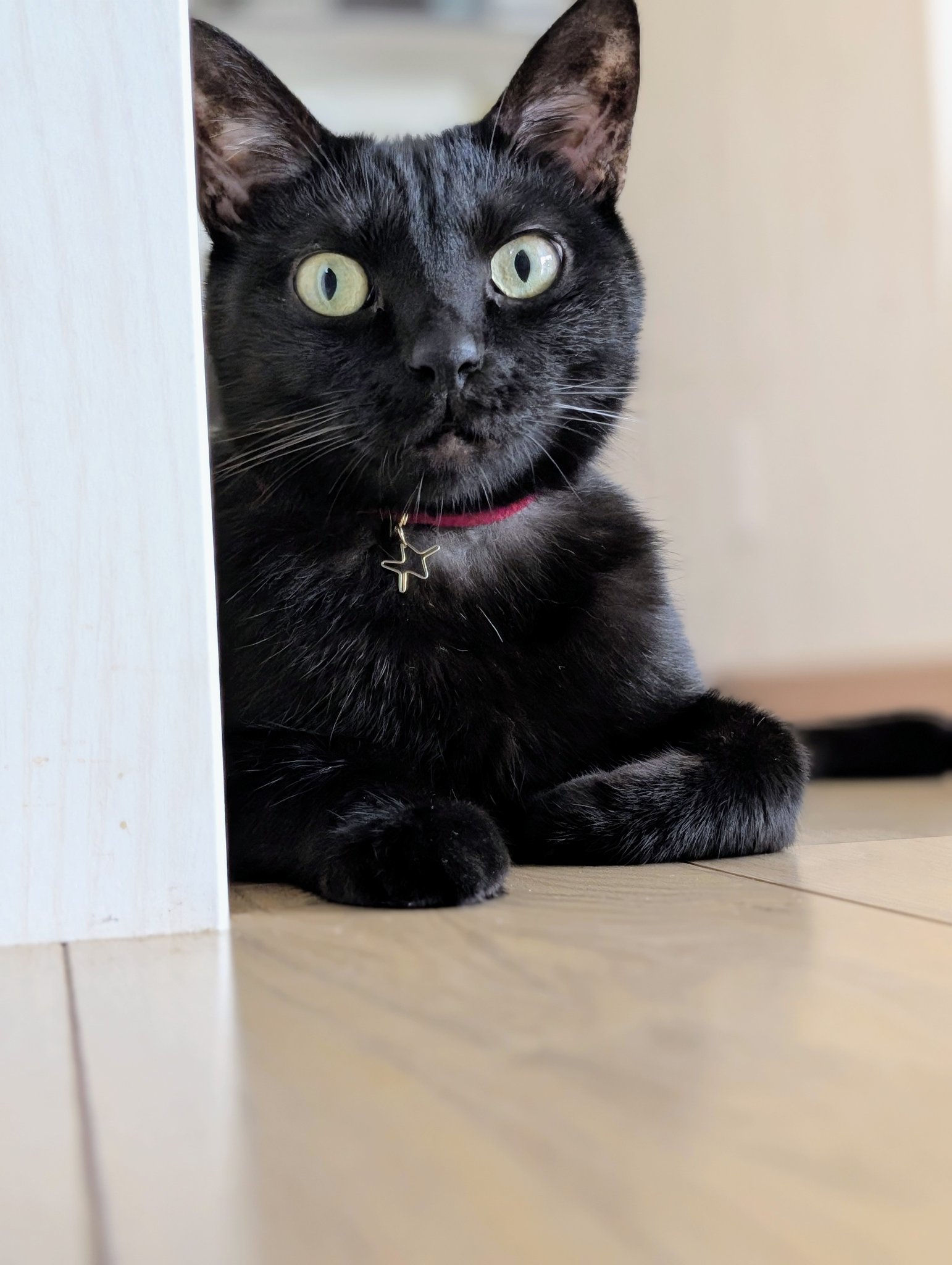 仔猫を拾ったので on X: 