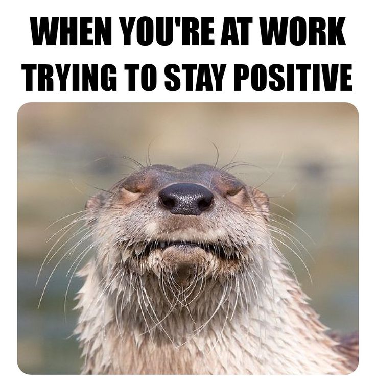 In Otter News.... tweet media