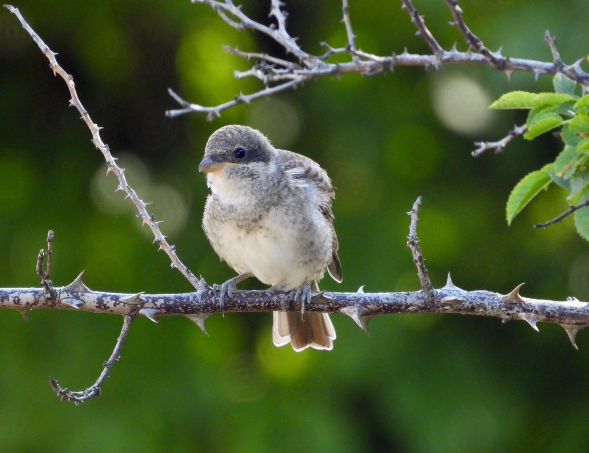 die neuntöter haben nachwuchs!
