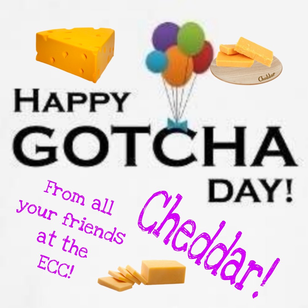*Postman Panfur comes in to the PO*.
HAPPY GOTCHA DAY TO DEAR CHEDDAR! Have a wonderful day! Love and paw hugs ❤️ 😺 <a href="/FartyCheddarCat/">Cheddar</a> <a href="/EdibleCatsClub/">EdibleCatsClub</a>