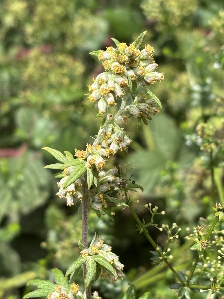 Mugwort, Artemisia vulgaris, for #WyrtWednesday; considered a sacred herb steeped in folklore, magic and healing, and known as the 'dream herb'
#Mugwort #wildflowers #WildflowerHour
