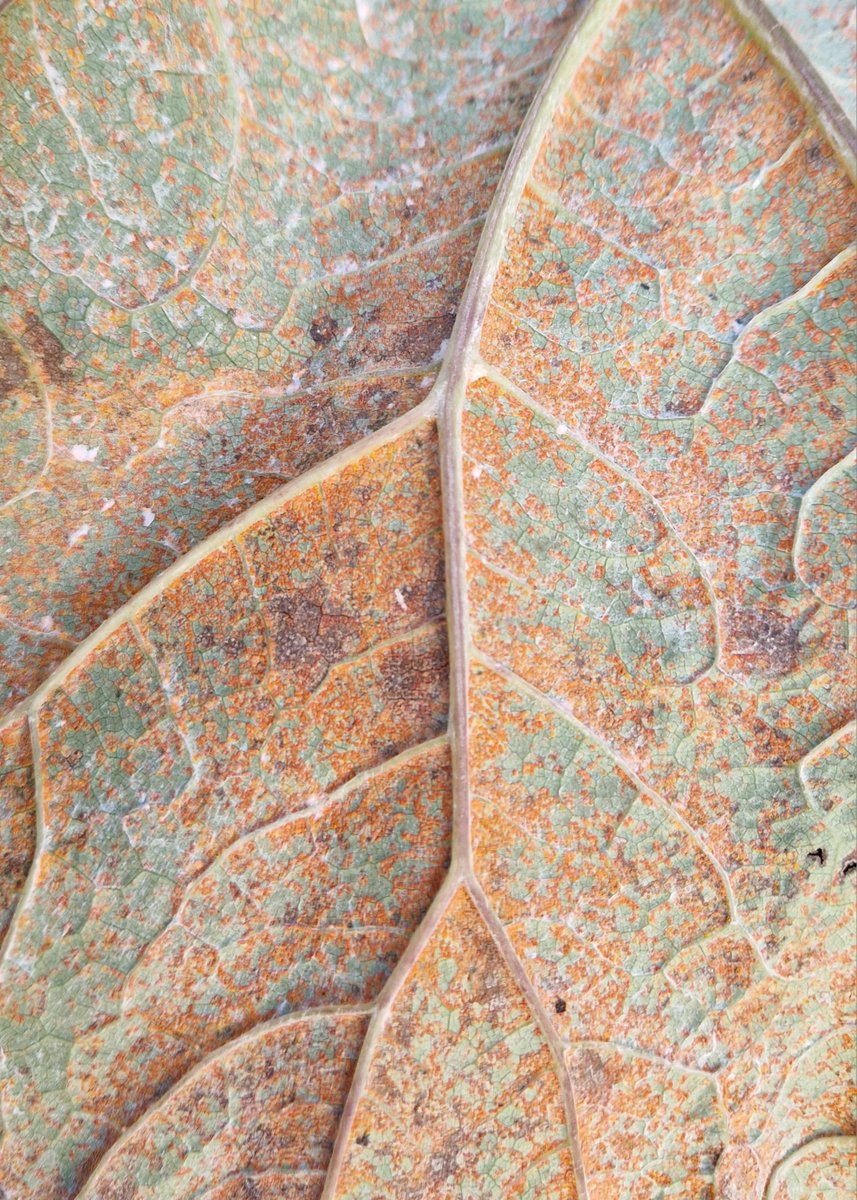 wheatpath's tweet photo. Widespread #rust on #butterbur (#Petasites hybridus) likely caused by #Coleosporium petasitis, syn. Coleosporium tussilaginis f. sp. petasitis (Les Clayes-sous-Bois, FR). https://t.co/fLKX1N3sbD