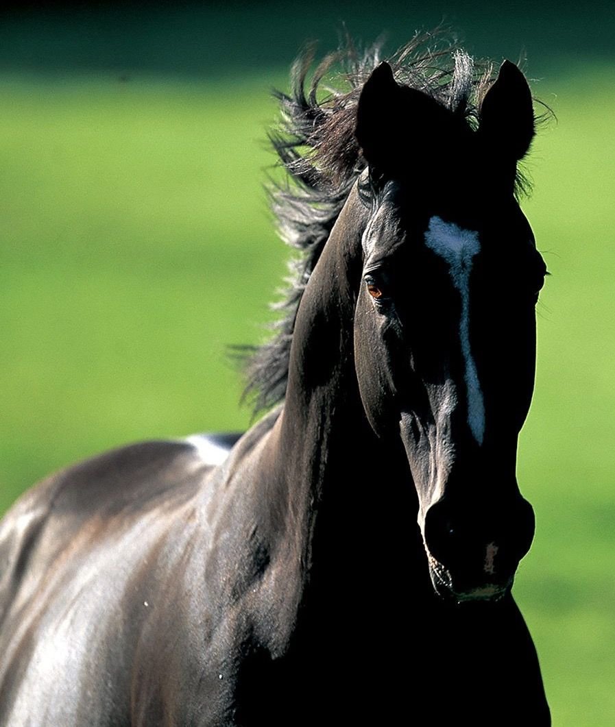 NakayamaFesuta1's tweet image. Theres kindness in those eyes

While Sunday Silence generally showed intensity toward humans and horses, it’s said that he could also display gentleness toward dogs and children.