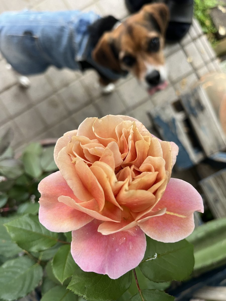 Beagle7_the2nd's tweet photo. Distant Drums ๐ต
#rosewednesday #rosebloom #roseoftheday #aki_enjoygardening #beagle #happydog #colormehappy https://t.co/j0vJ5y04Fz