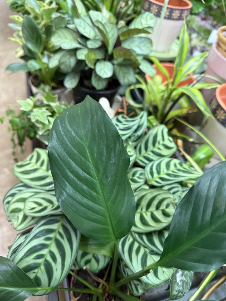 African Violets and Succulents. Perfect for dorms and offices.