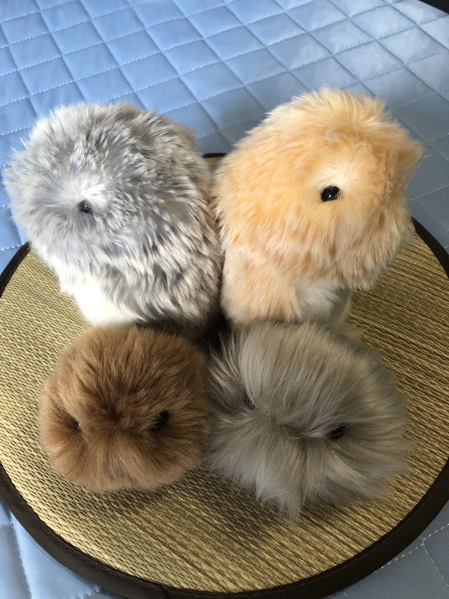 φ田π子＠ごな&えこ＆すぅぼ&ごかぁる主 tweet media