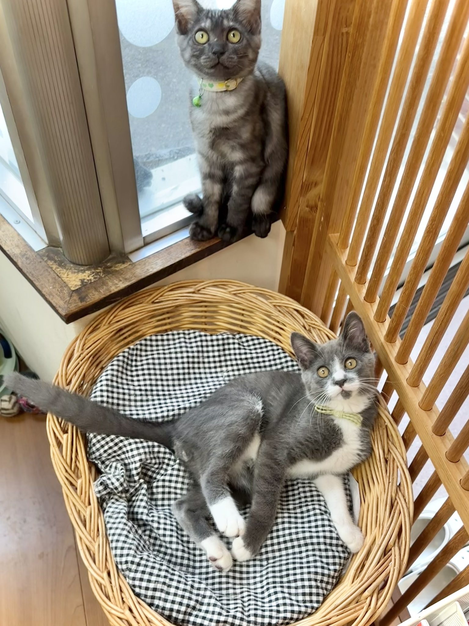 【まま猫(ΦωΦ）】注意→プロスペクターのみ１台です‼️ 保護猫カフェmoff moff🐈 on X: 