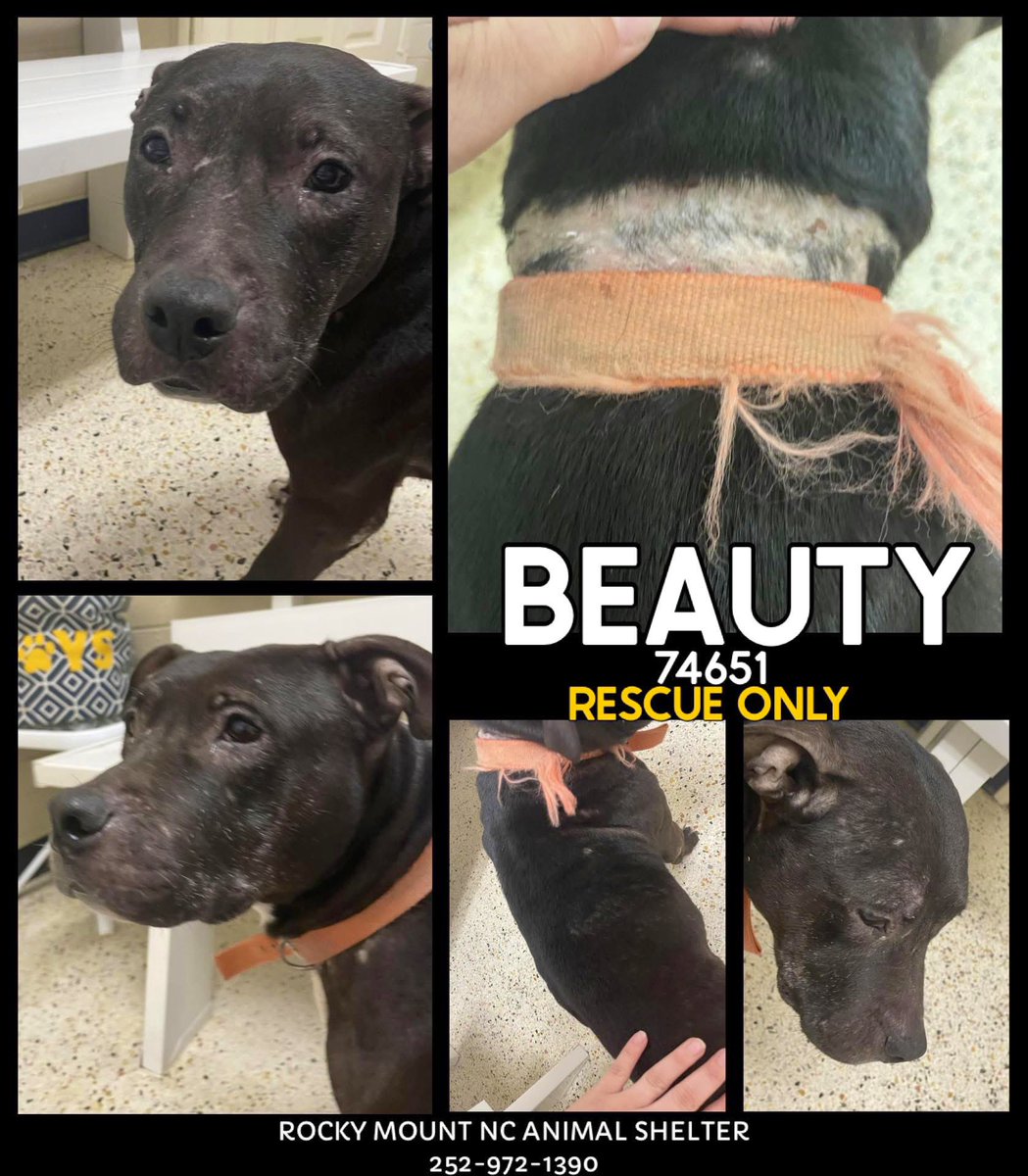 Dubs4Mutts's tweet photo. ๐ถ BEAUTY โฅ๏ธ is a sweet girl found #stray in #RockyMount #NorthCarolina ๐ข RESCUE ONLYโผ๏ธ Sheโs friendly, playful & has a heart full of love for her future forever๐ก Beauty comes from withinโฆ She has a bald patch from an embedded collar but sheโs resilient & hopeful for whatever life has in store for her ๐๐ฝ Beauty NEEDS pledges & a FOSTER offer ๐ Please ๐ง rmcriticalnetworking@gmail.com for โน๏ธ https://t.co/Y9Z5uqRptx