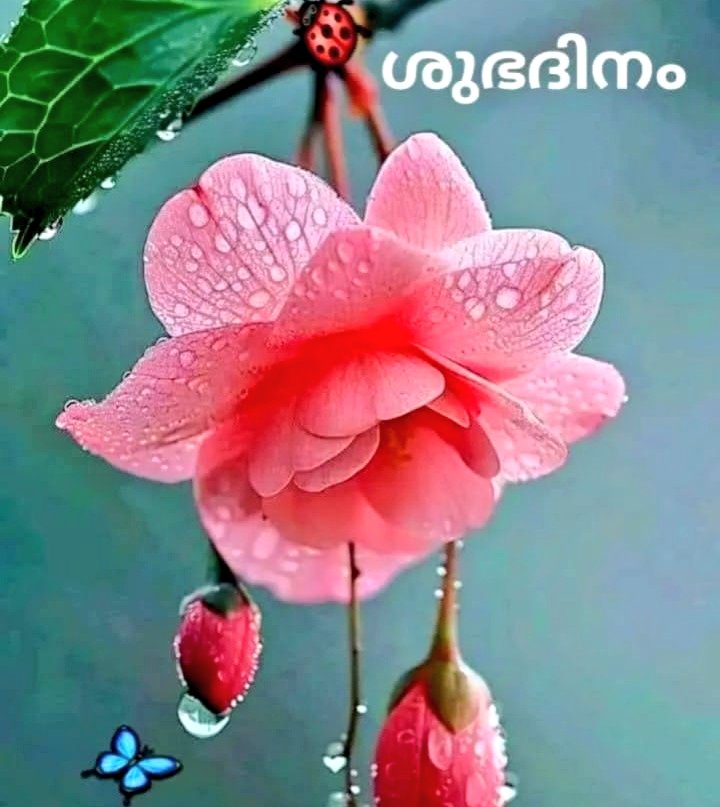 ഗുഡ് മോർണിംഗ് ഡിയർ ഫ്രണ്ട്‌സ് ❤️❤️🥰