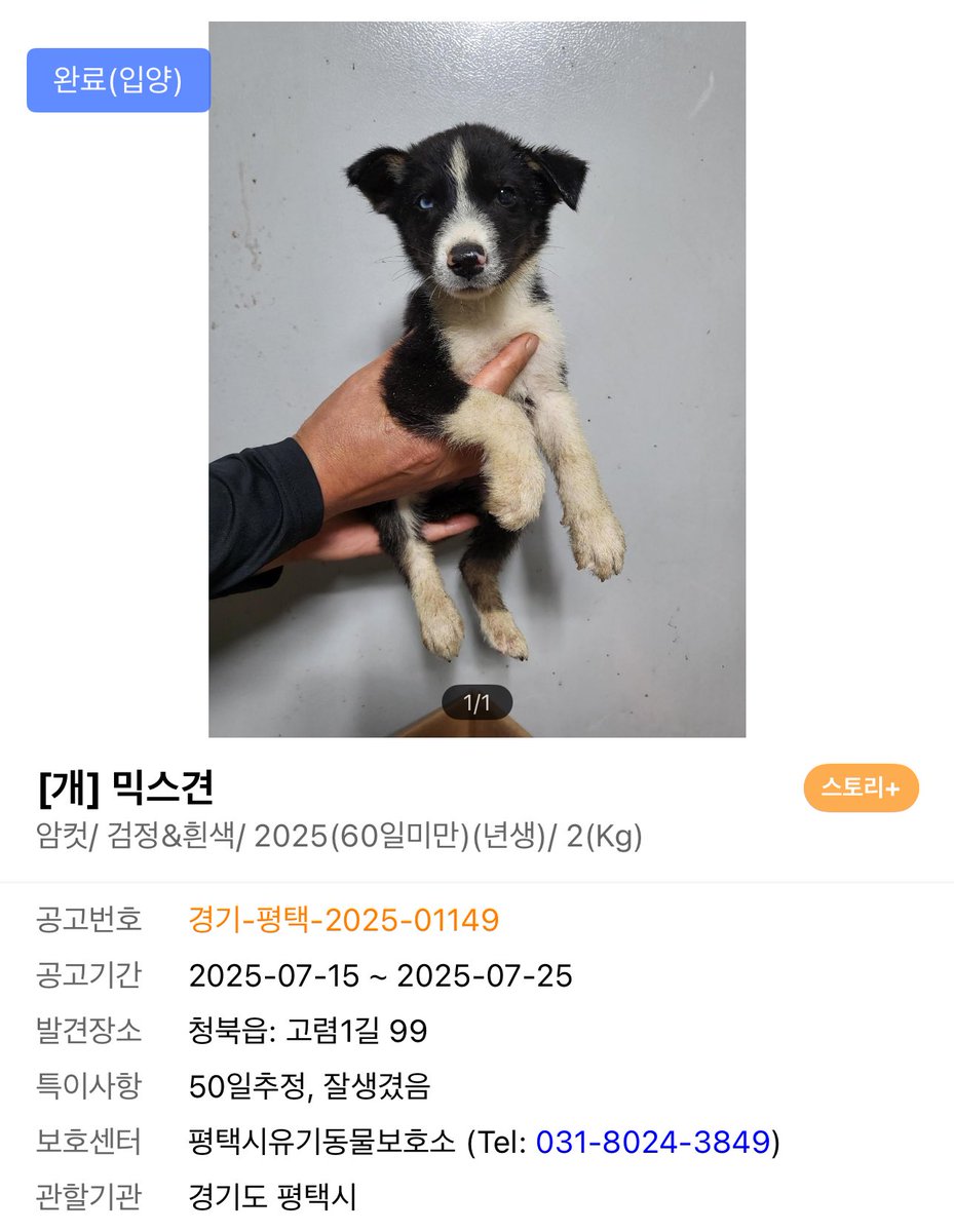 ddirolee_sans's tweet photo. 띠로가 우리집에 온 사건이다 https://t.co/AJN5V7sAsi