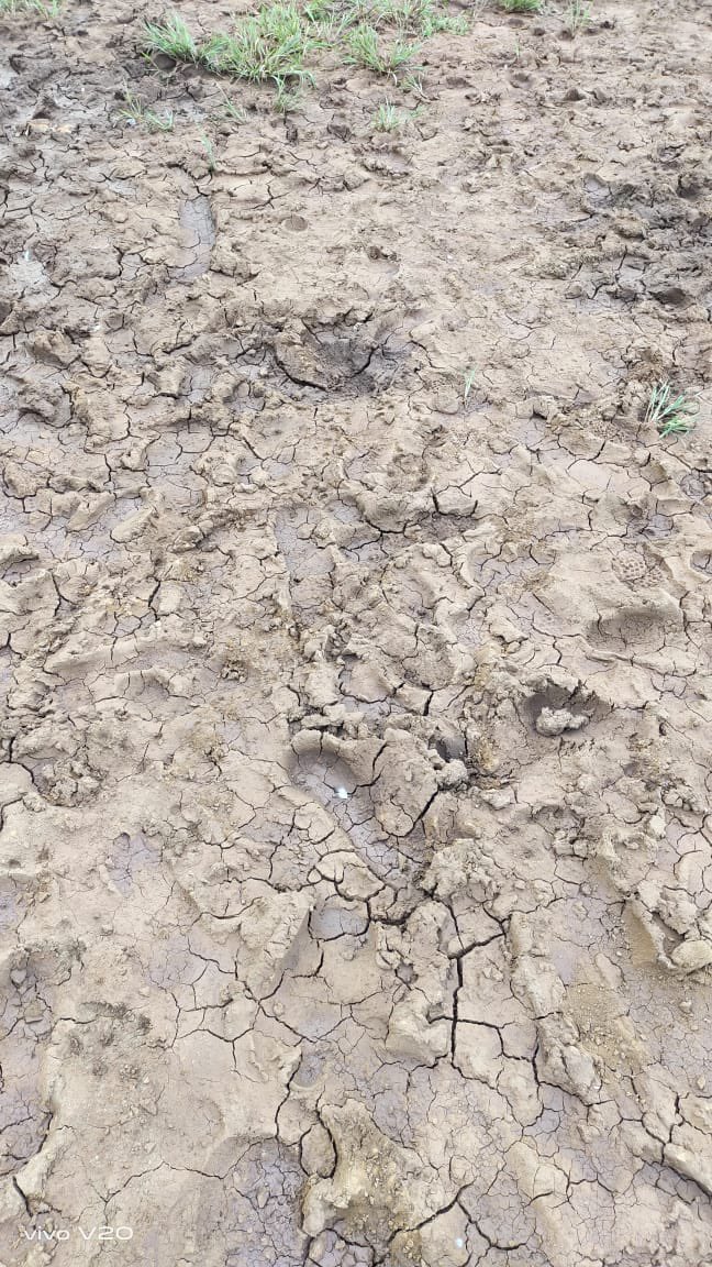 How are people suppose to play in this  ? Fear of leg twisting and getting injured remains. 
The red soil at Shivaji Park makes it unplayable post monsoon. #bmccommissioner 
<a href="/mybmc/">माझी Mumbai, आपली BMC</a> <a href="/mybmcWardGN/">WARD GN BMC</a> <a href="/mumbaimatterz/">मुंबई Matters™🇮🇳</a> <a href="/saveshivajipark/">ShivajiMaharajPark ALM</a> <a href="/PrakashBelwade/">Prakash Belwade-Patil</a> <a href="/santoshgurav299/">Santtosh Gurav</a>