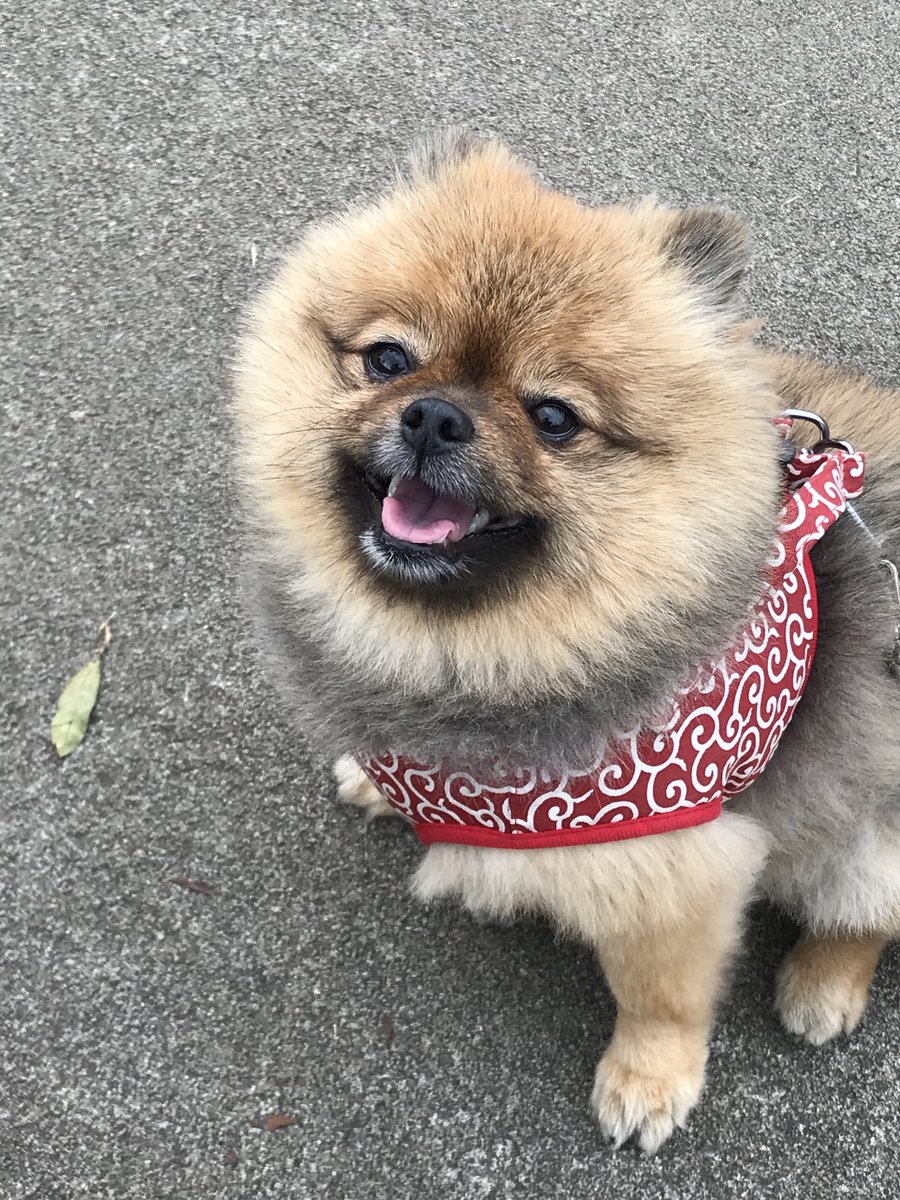 すみません。長文になります。

今日は航空会社の職員に酷い扱いを受けてお空に行ってしまったポポの命日です。

jprime.jp/articles/-/266…

毎年この様な投稿をして申し訳なく思いますが、ペットを飛行機に乗せる際の注意喚起として受け止めて頂けると幸いです。