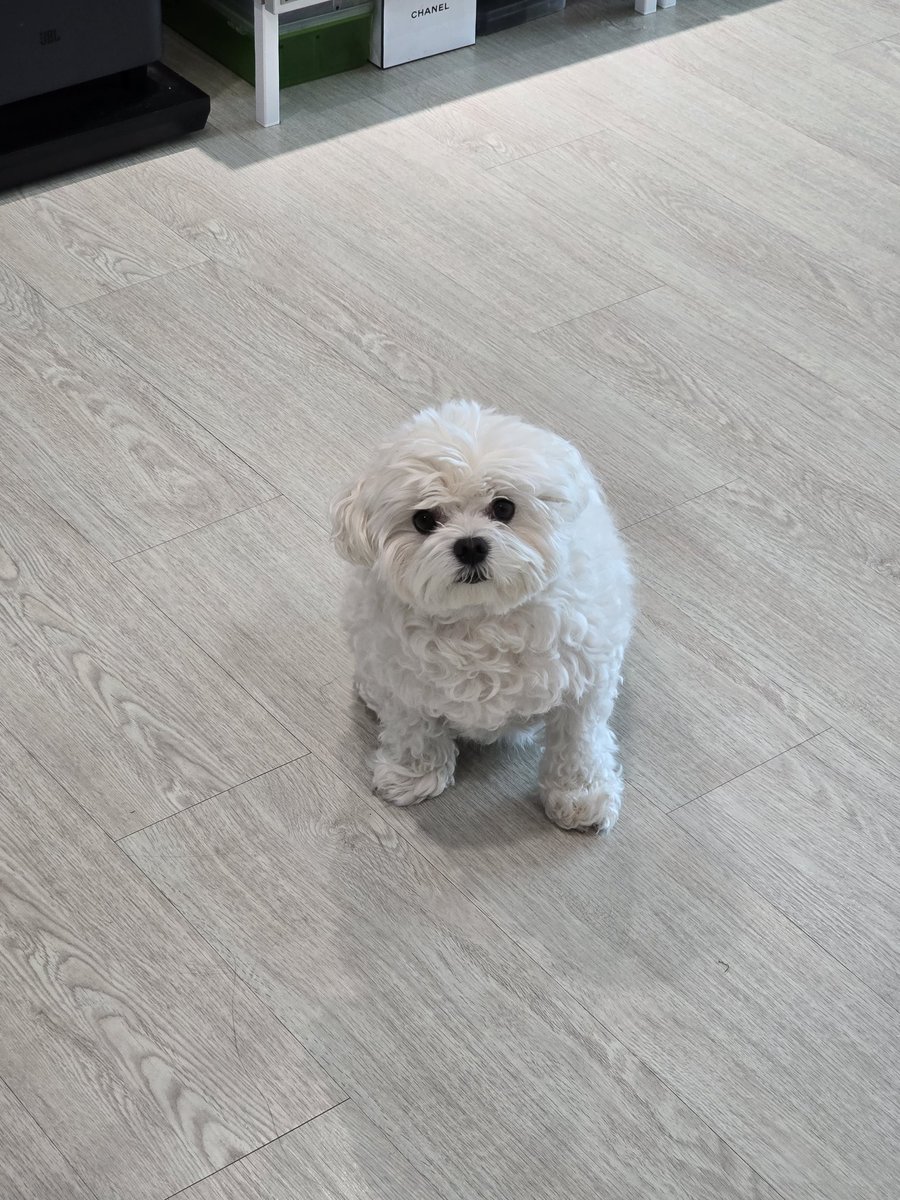 솜이 tweet media